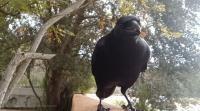 My Murder Of Crow - Grateful Lunch - Digital